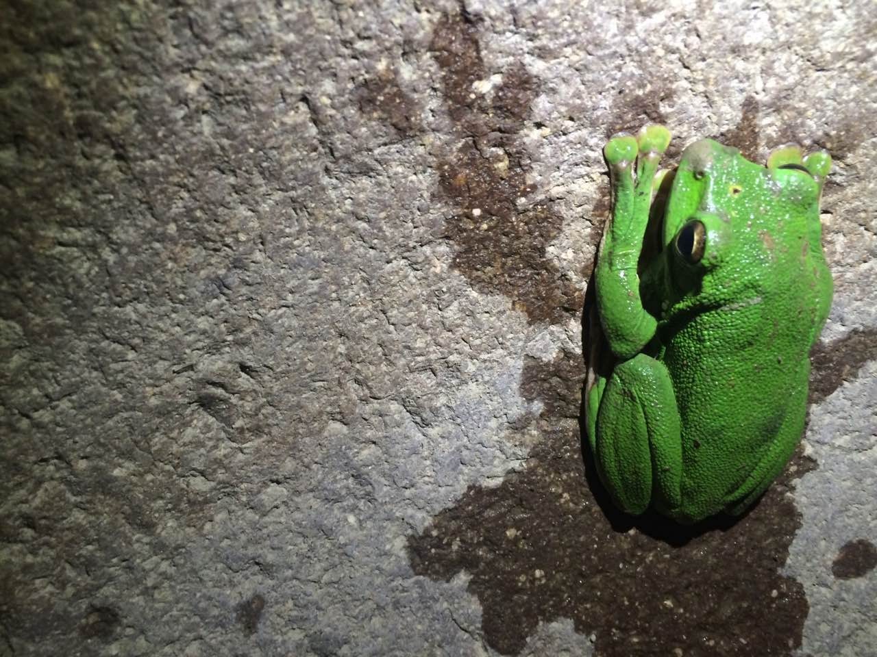 蔡澜曝光的食物,蔡澜为什么不吃鸡肉