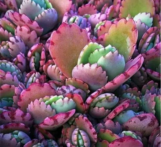 出锦的多肉叶插还会出锦吗,多肉出锦水培会退锦吗