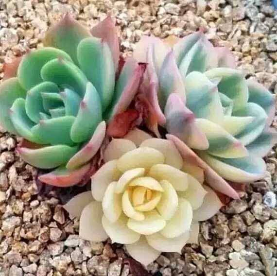 出锦的多肉叶插还会出锦吗,多肉出锦水培会退锦吗