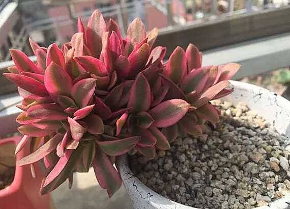 出锦的多肉叶插还会出锦吗,多肉出锦水培会退锦吗