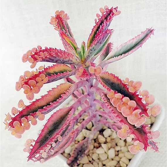 出锦的多肉叶插还会出锦吗,多肉出锦水培会退锦吗