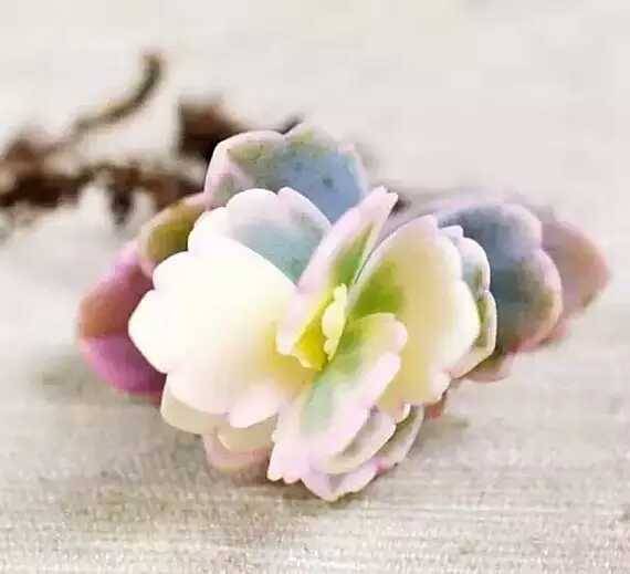 出锦的多肉叶插还会出锦吗,多肉出锦水培会退锦吗