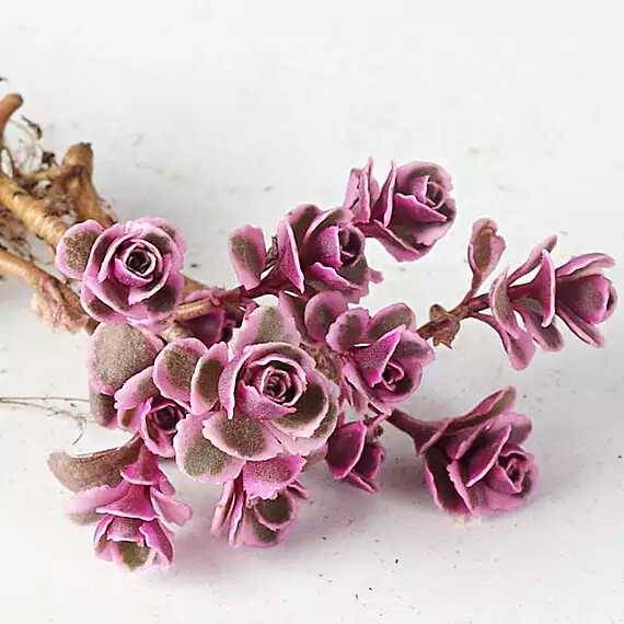 出锦的多肉叶插还会出锦吗,多肉出锦水培会退锦吗