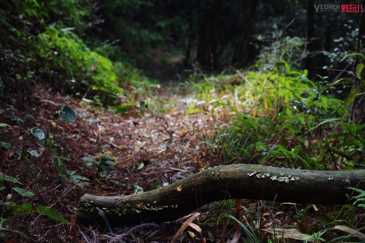 thenorthface徒步鞋推荐,北面的登山鞋实测