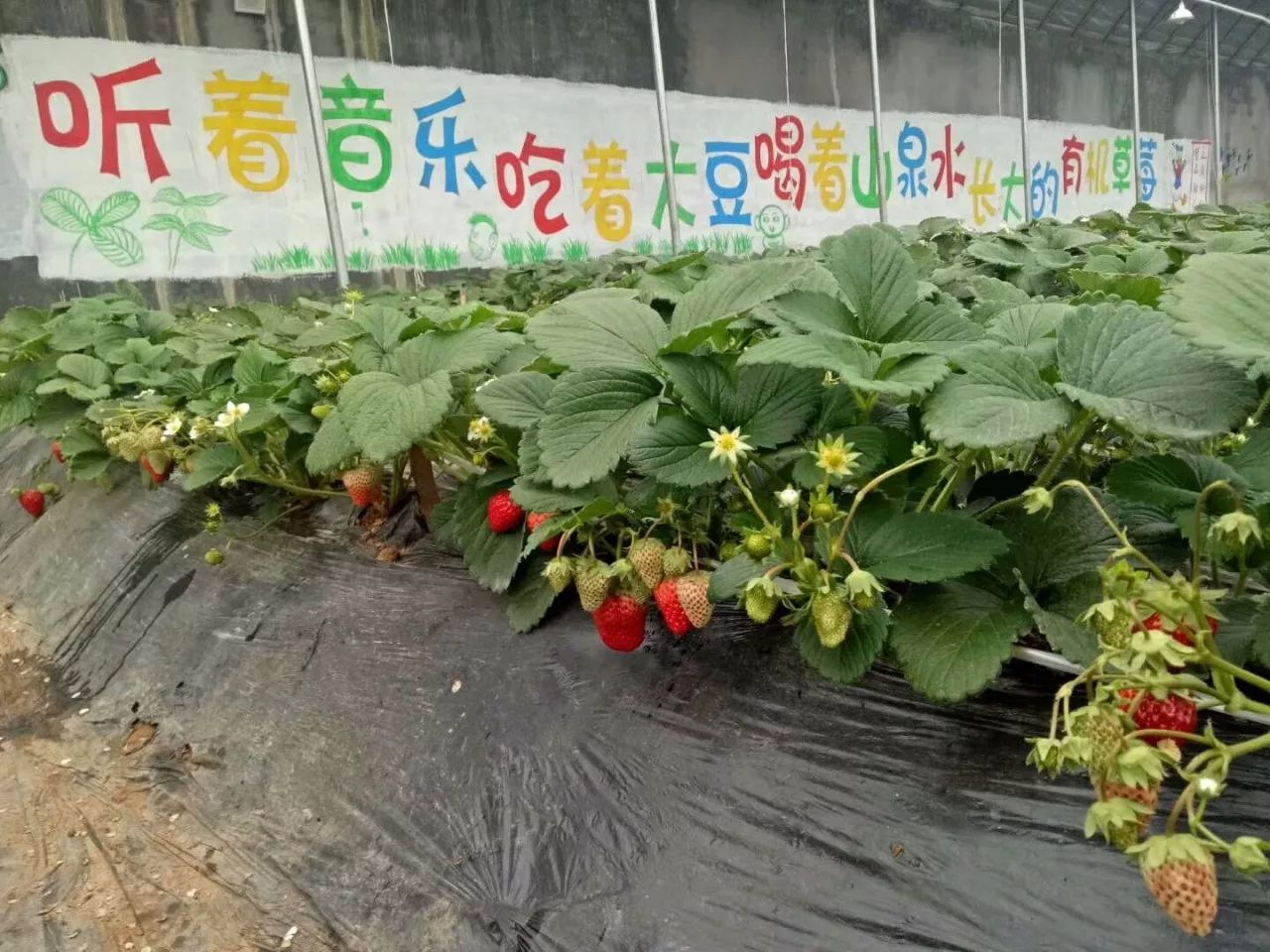 沂水妙香草莓,沂水草莓采摘园
