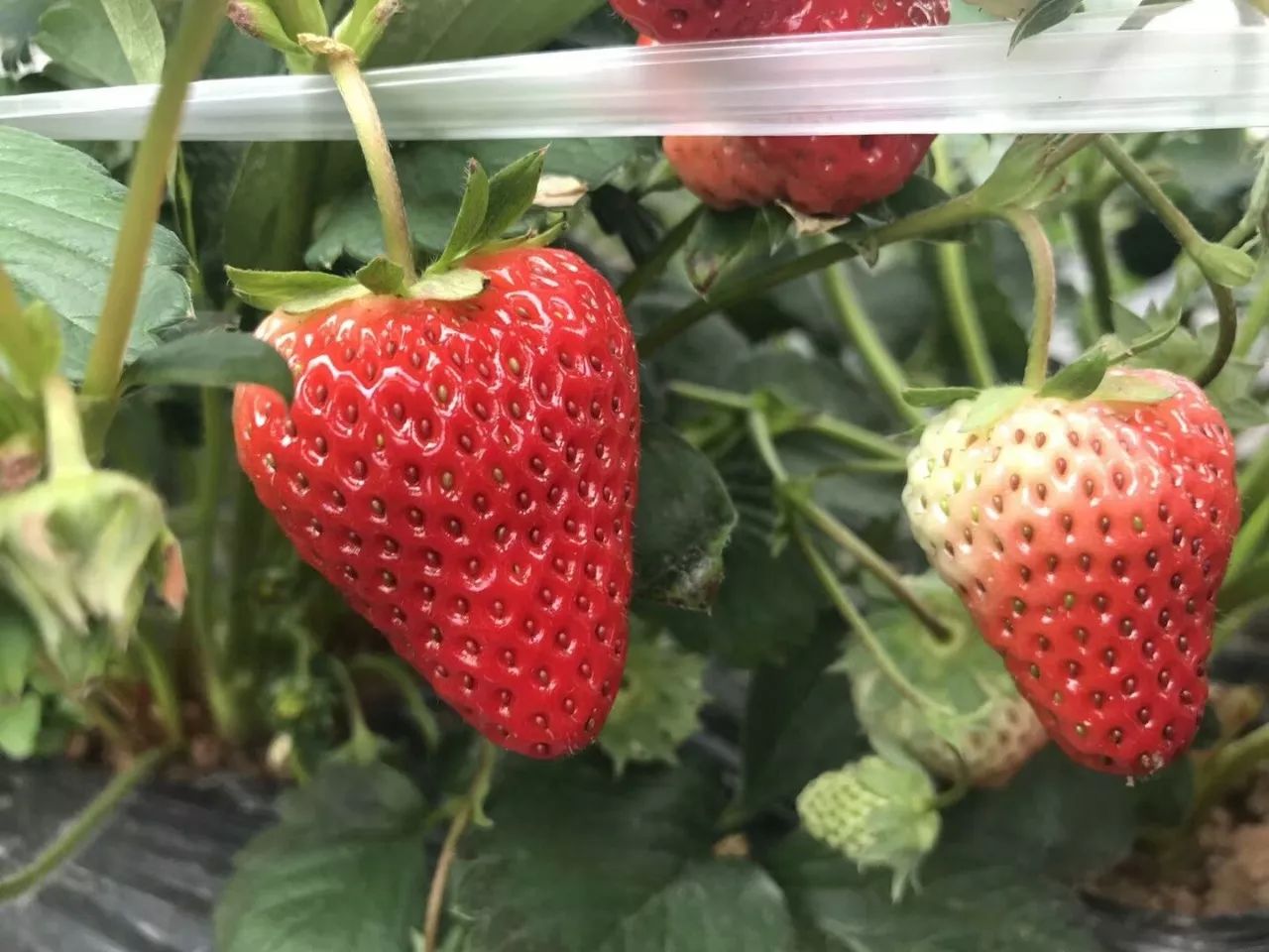 沂水妙香草莓,沂水草莓采摘园