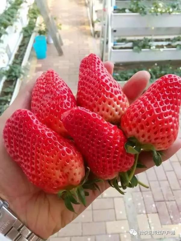 沂水妙香草莓,沂水草莓采摘园