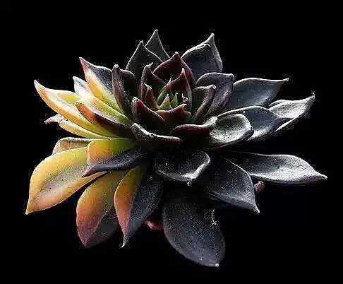 出锦的多肉叶插还会出锦吗,多肉出锦水培会退锦吗