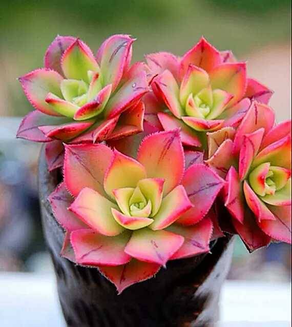 出锦的多肉叶插还会出锦吗,多肉出锦水培会退锦吗