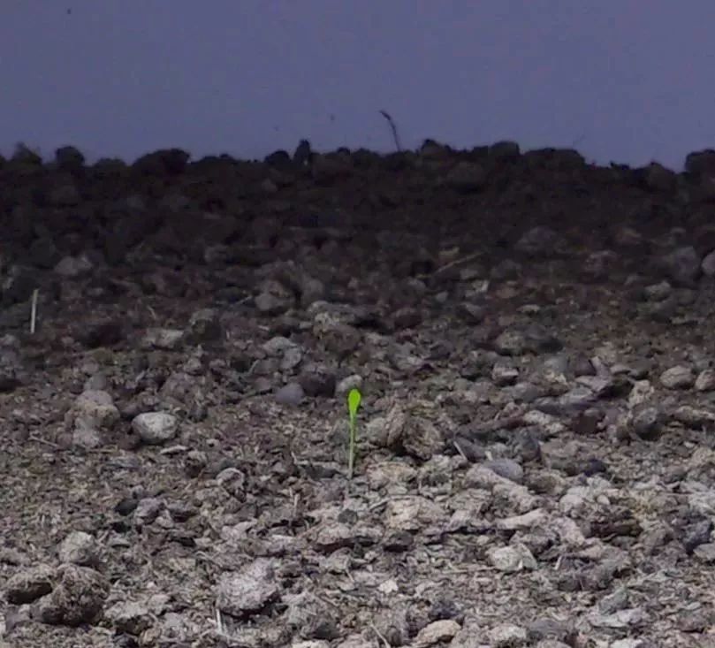 凤凰艺术,凤凰艺术是怎么来的