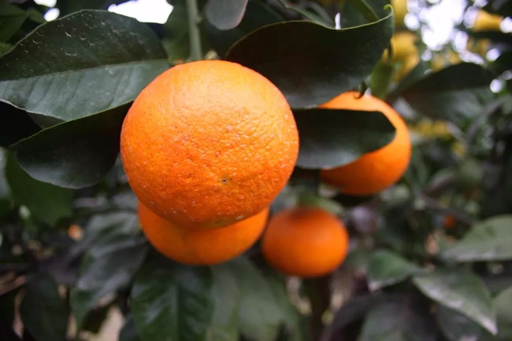 “果中爱马仕”！宁波这种本地桔子，店里一只卖20元！