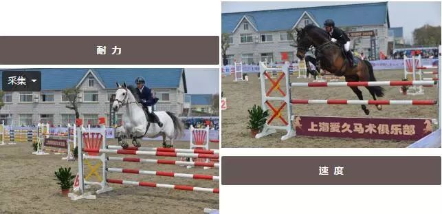 上海崇明马术锦标赛,迎新年环城长跑赛