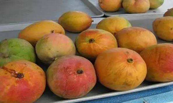 “果中爱马仕”！宁波这种本地桔子，店里一只卖20元！