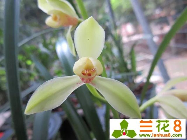 怎样才能成为一个合格的养基人,养兰人的最高境界