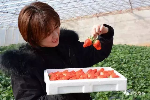 沂水妙香草莓,沂水草莓采摘园