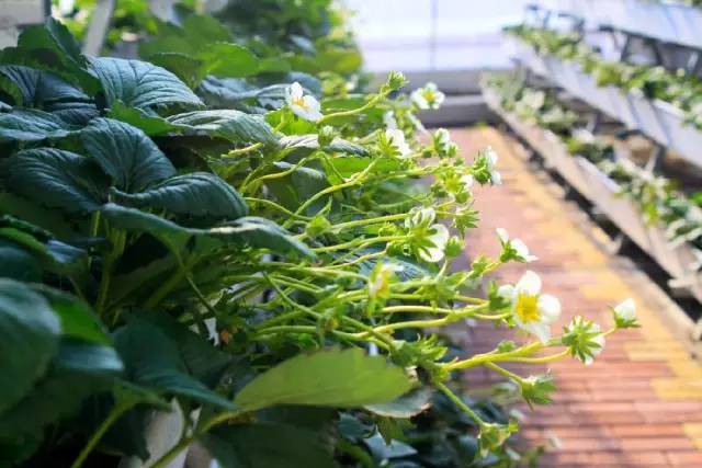 沂水妙香草莓,沂水草莓采摘园