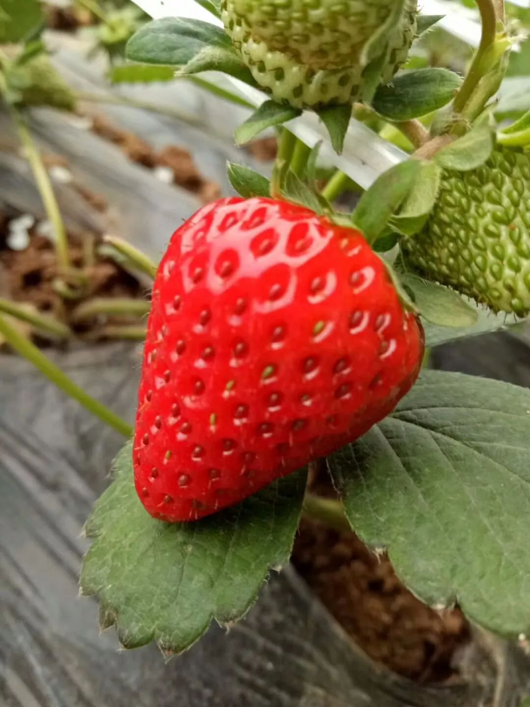 沂水妙香草莓,沂水草莓采摘园