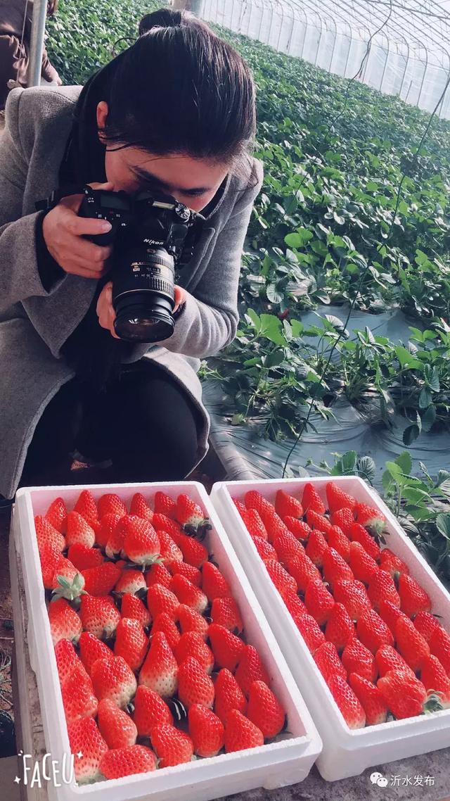沂水妙香草莓,沂水草莓采摘园