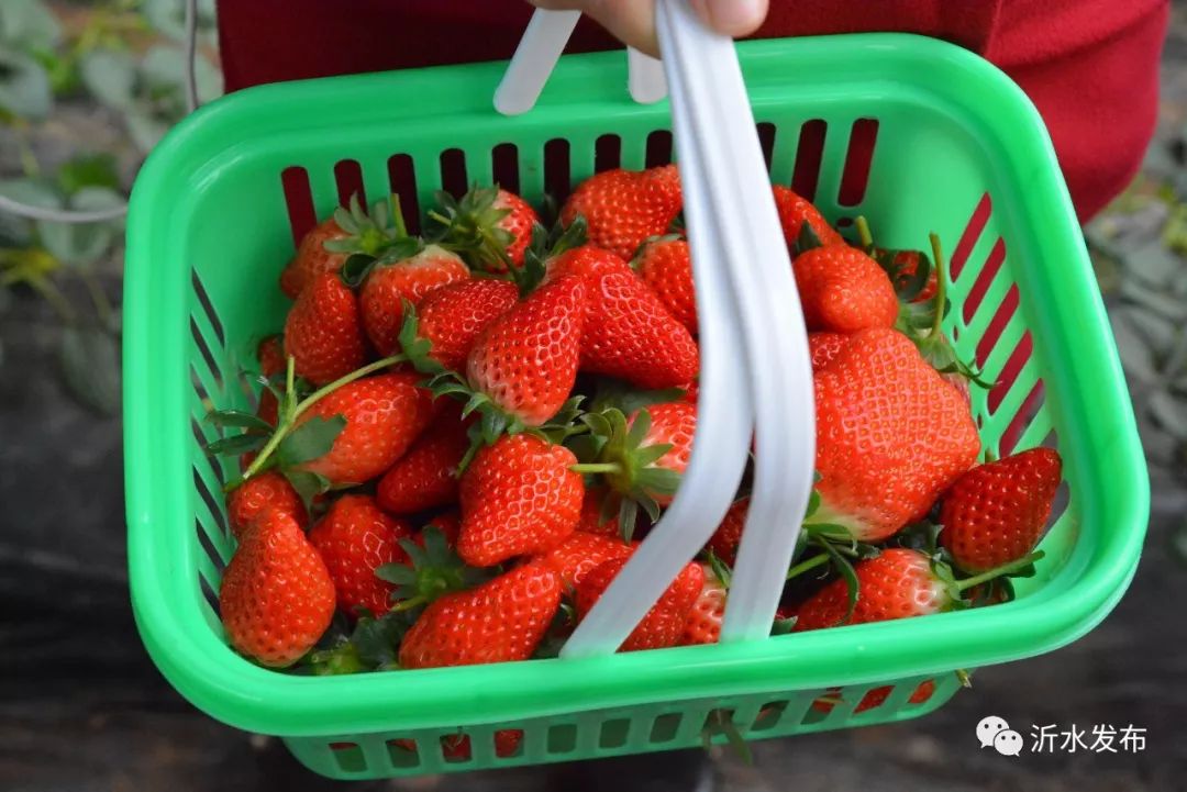 沂水妙香草莓,沂水草莓采摘园