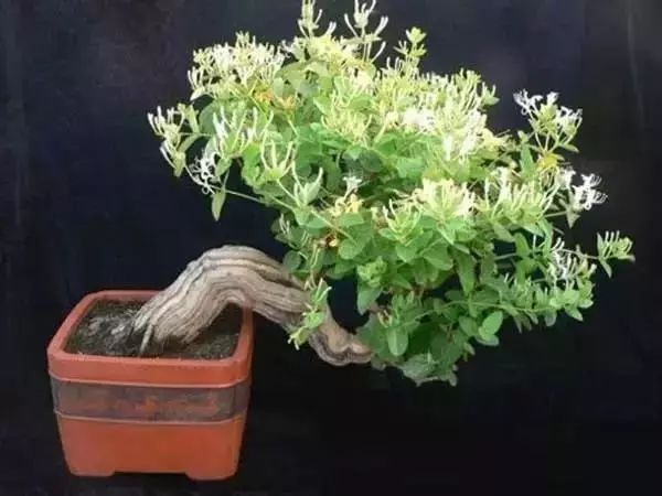 有什么比较特殊也比较好看的鲜花,什么鲜花比较有特色又好看