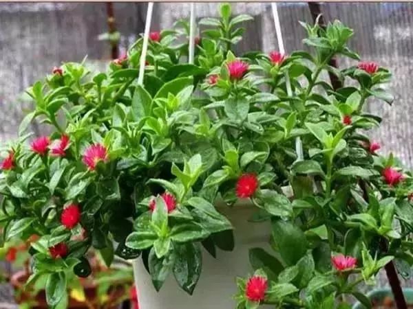 有什么比较特殊也比较好看的鲜花,什么鲜花比较有特色又好看