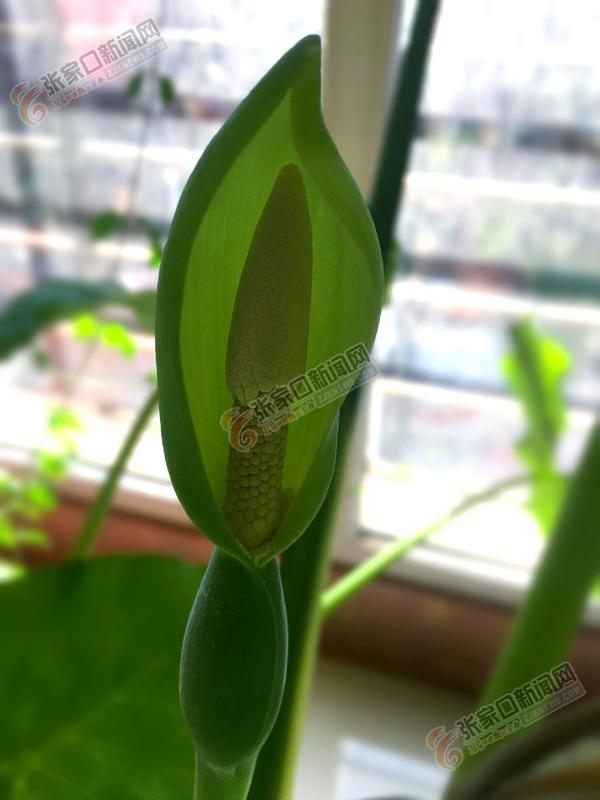 晒晒我家的滴水观音,我家的滴水观音