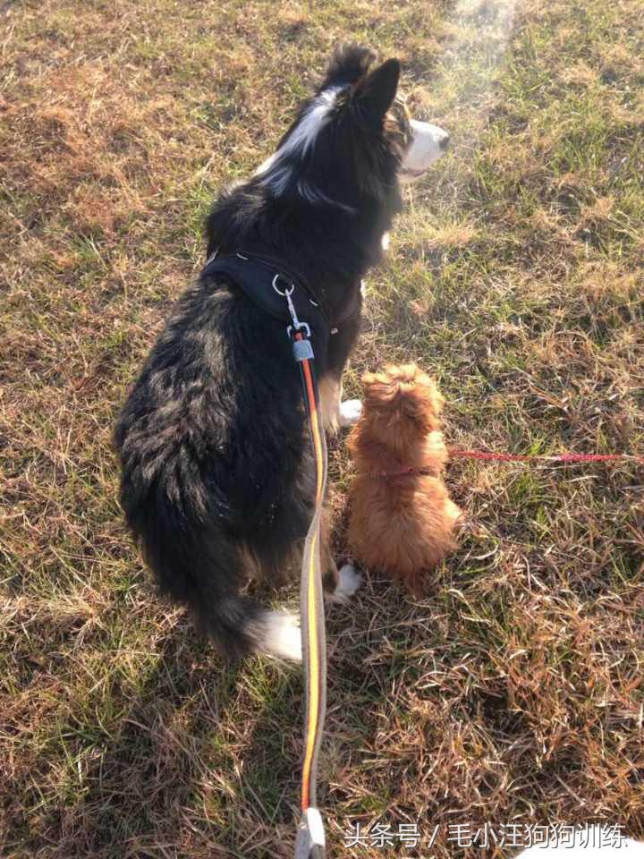 你家泰迪有没有浅色系的,当泰迪的毛被拉直