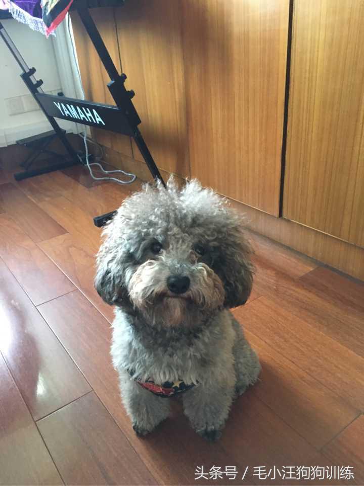 你家泰迪有没有浅色系的,当泰迪的毛被拉直