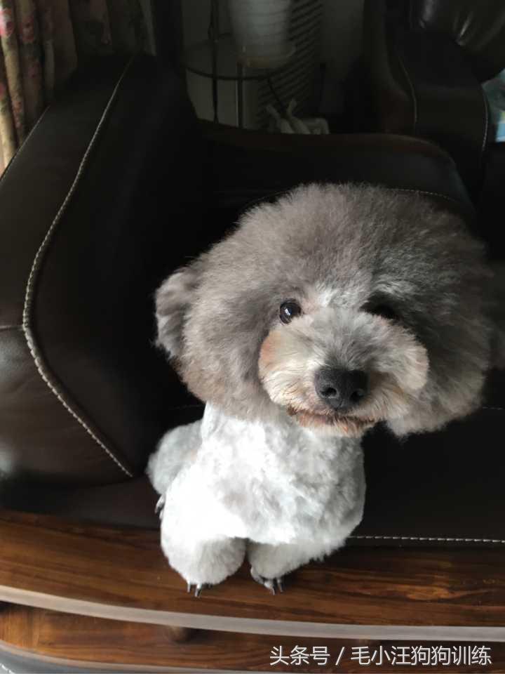 你家泰迪有没有浅色系的,当泰迪的毛被拉直