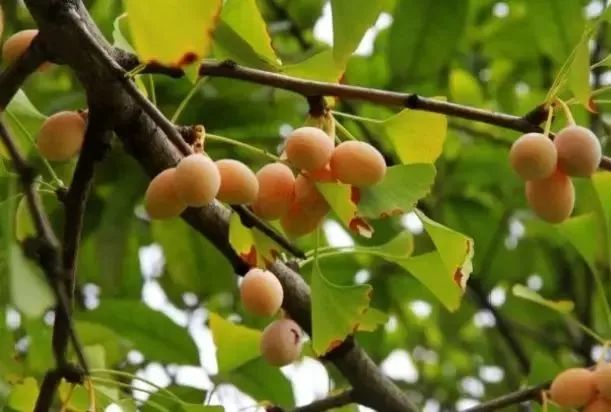 碧云天黄叶地文字图,碧云天黄叶地秋色连波全诗