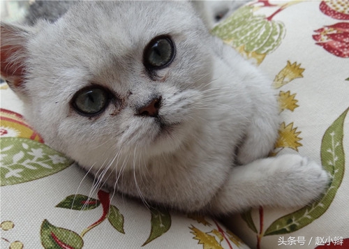 猫咪泪痕重眼屎多怎么治疗,猫有泪痕眼屎怎么治疗