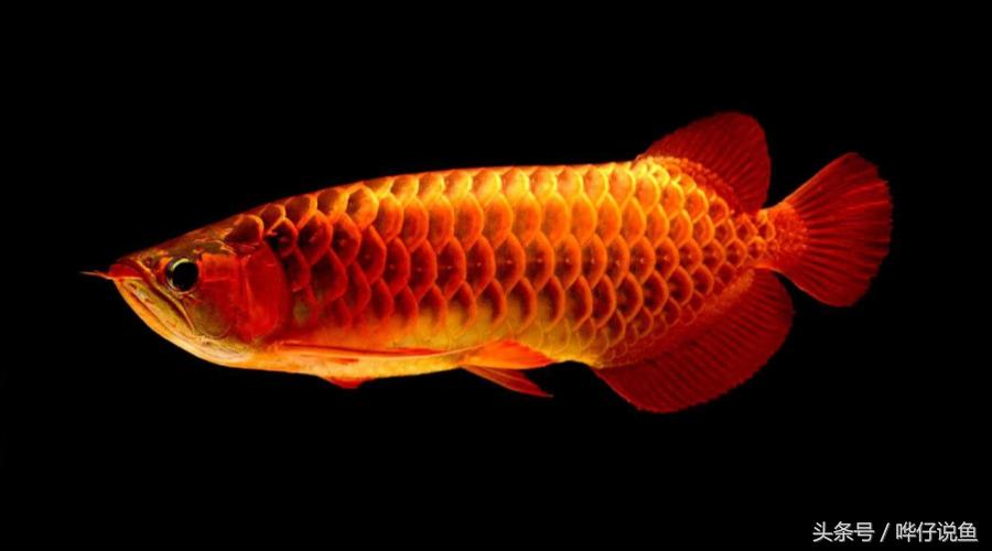 一个娇妻，一双儿女，一缸名贵龙鱼，这才是80后男人应该过的生活