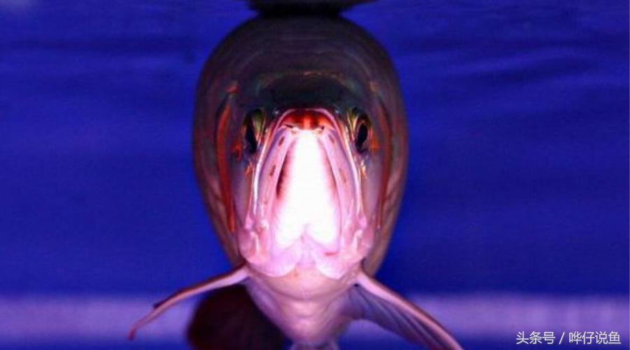 一个娇妻，一双儿女，一缸名贵龙鱼，这才是80后男人应该过的生活