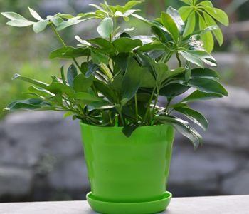 家里养什么植物好招财风水好,家里放哪些绿植旺财呢