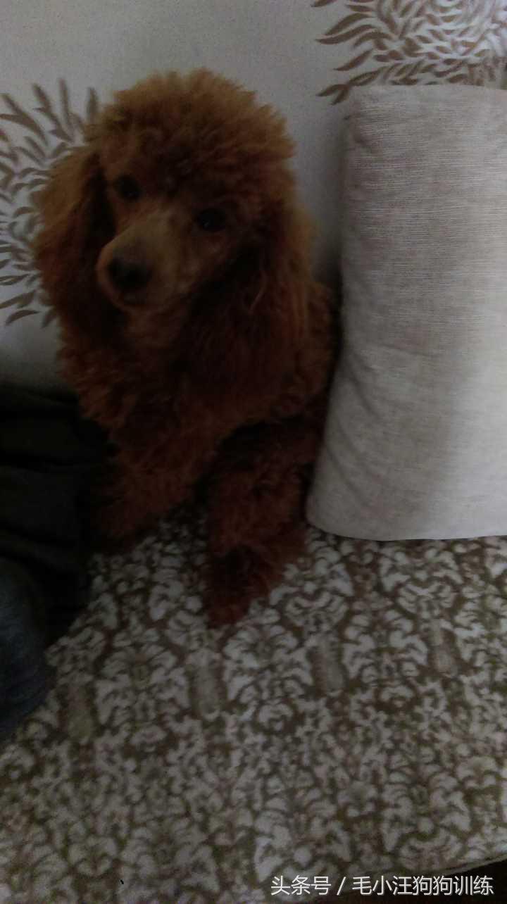 你家泰迪有没有浅色系的,当泰迪的毛被拉直