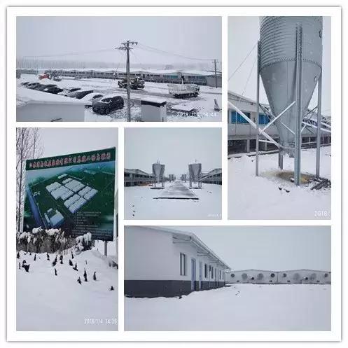 雪中美景雪景,雪中银装素裹美如画