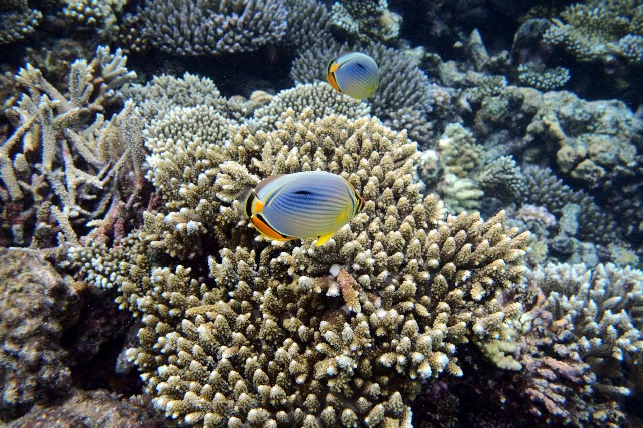 马尔代夫选岛攻略教你如何比别人省下5万块！