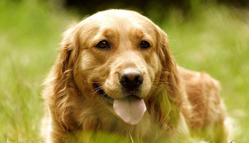 路遇恶犬的妙招,路遇恶犬如何自救文字