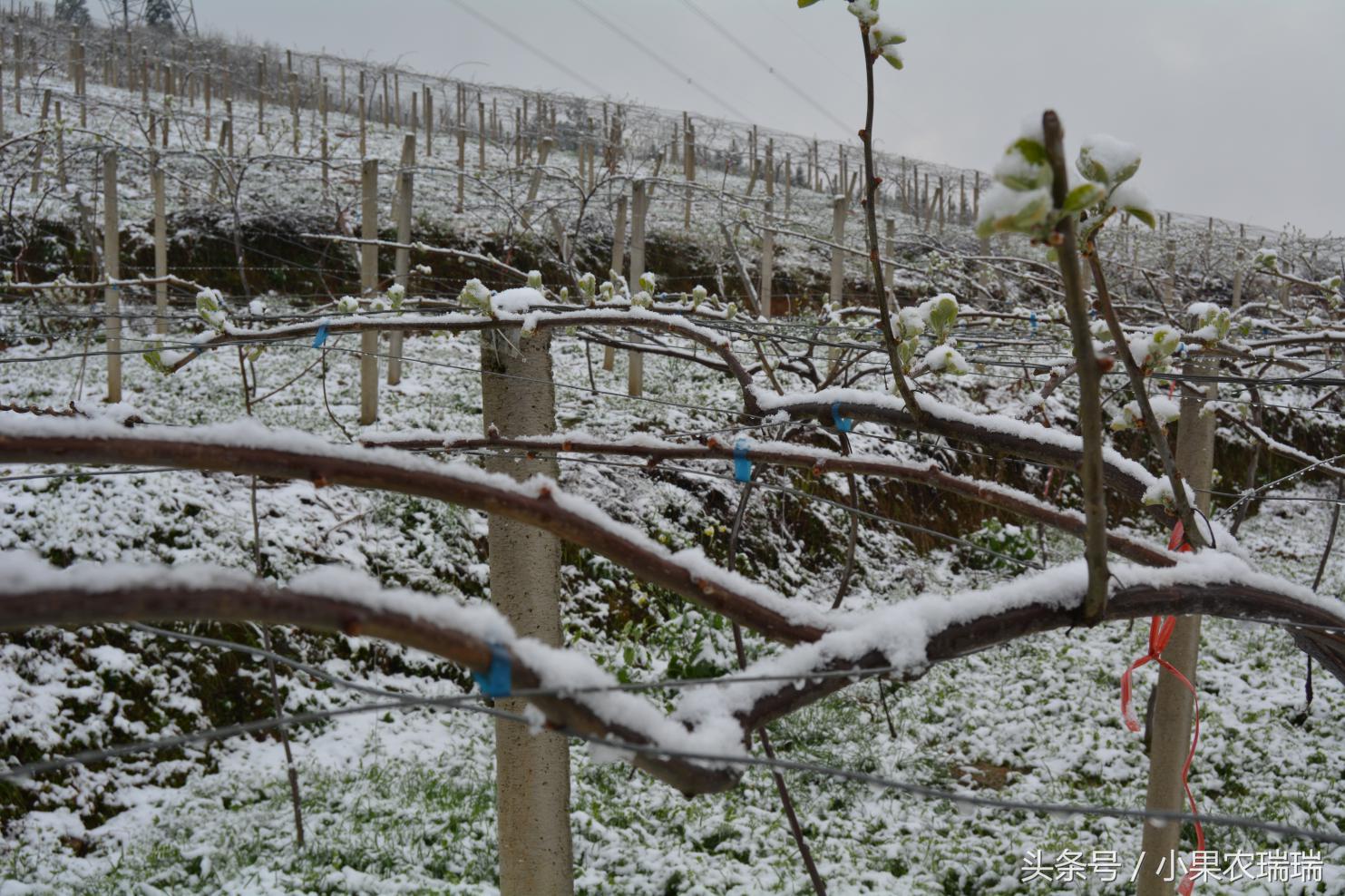 猕猴桃萌芽受冻害温度是零下几度,猕猴桃在零下几度受冻坏