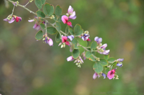 十年前血崩，她说是自己挖这个吃好的，你知道是什么吗？