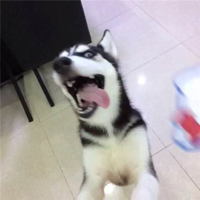 哈士奇怎么养要关注什么,最正确的哈士奇饲养方法