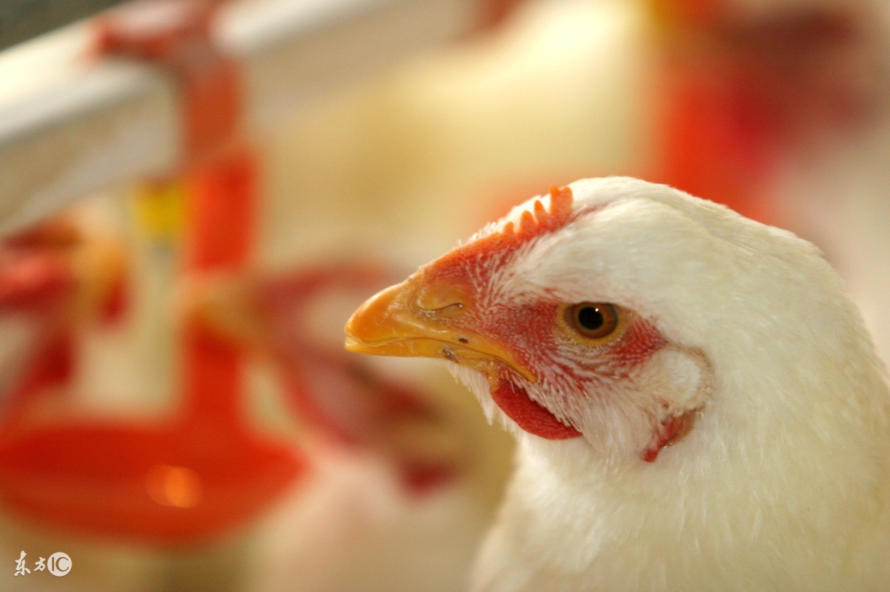 春醋夏蒜养鸡口诀,养鸡顺口溜口诀