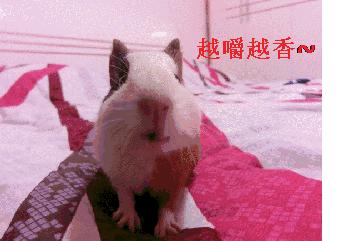 OhMy嘎噔，荷兰猪竟然吃屎，三观毁尽