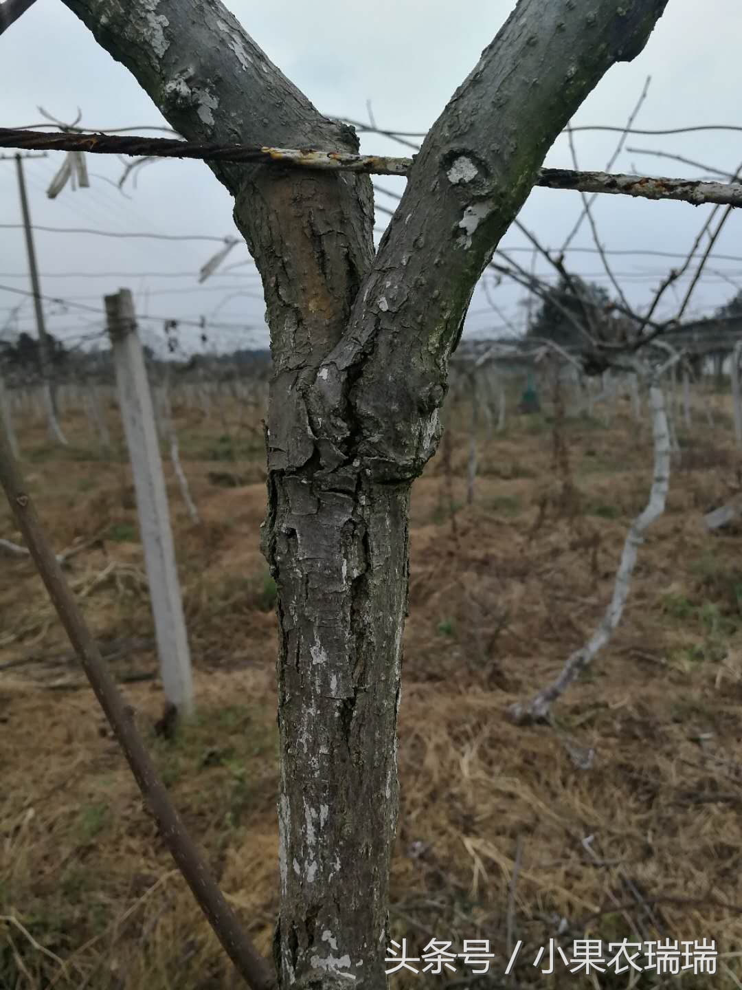 猕猴桃萌芽受冻害温度是零下几度,猕猴桃在零下几度受冻坏