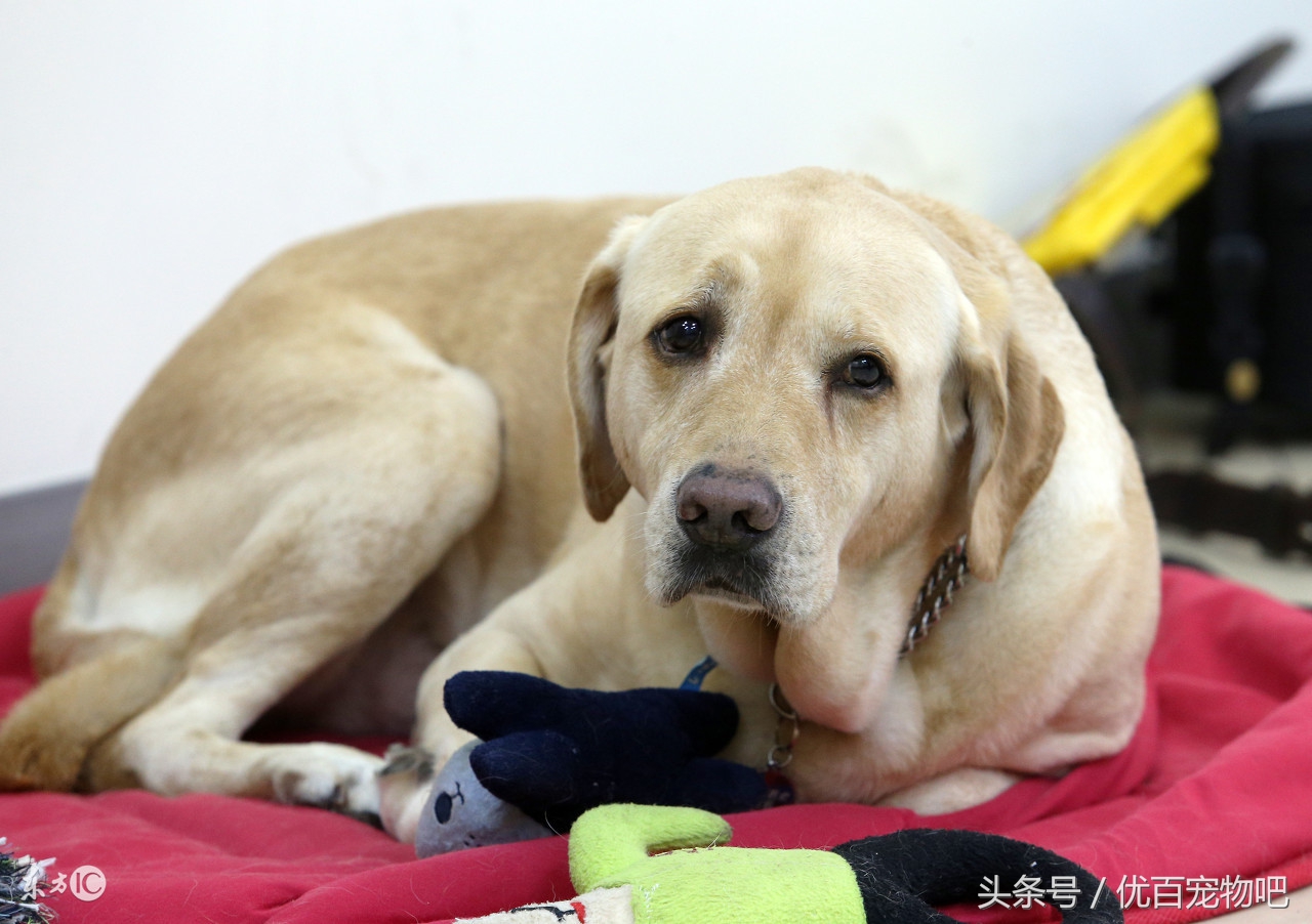 小时候的拉布拉多特别凶怎么办,拉布拉多小时候该怎么养