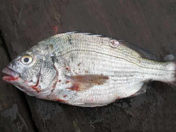 九种冬天也能钓的鱼,海边野钓有什么鱼好吃