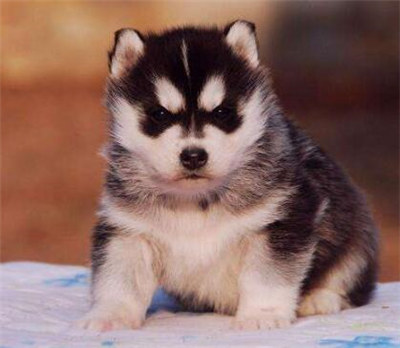 哈士奇怎么养要关注什么,最正确的哈士奇饲养方法