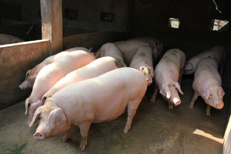 猪发烧到底有什么办法解决的,猪发烧怎么治疗最好最快