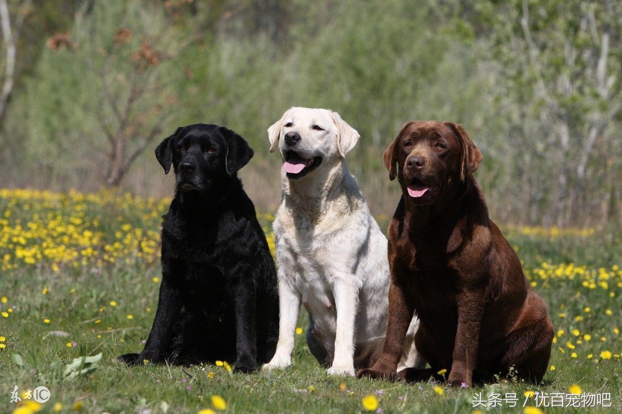 小时候的拉布拉多特别凶怎么办,拉布拉多小时候该怎么养