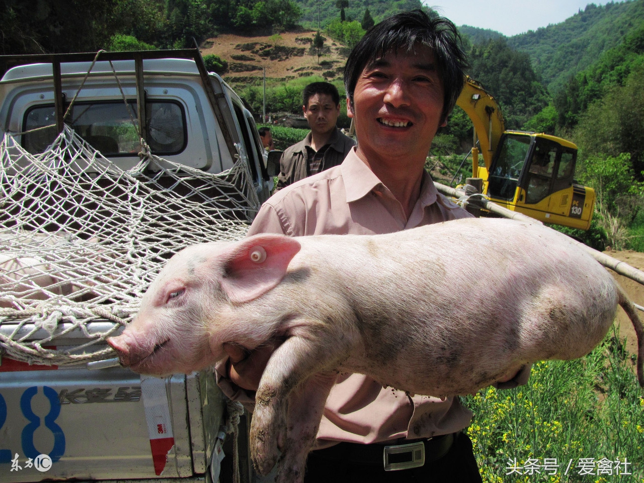 养猪养殖成本与利润,养猪利润进入下行周期